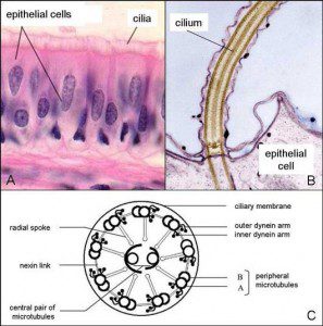 432 DNA Tuning, Frequency, and the Bastardization of Music - The ciliated respiratory mucosa