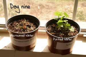 Microwave Water Test
