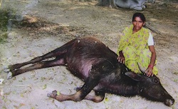 GMO dead animal