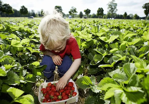 10 Great Reasons to Eat Local or Pick Your Own