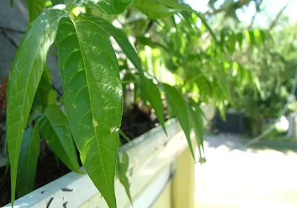 6 Fun Gardening Projects