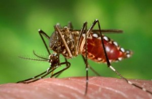 mosquito