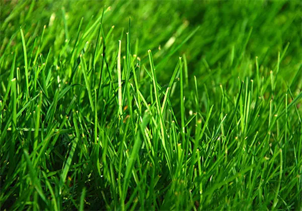 Creating Solar Cells from Grass Clippings