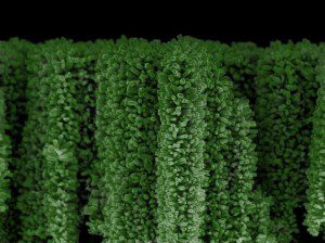 nanotrees