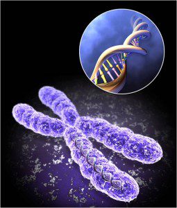 Telomere