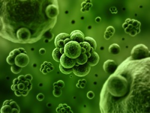 bacteria01