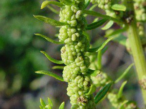 wormseed
