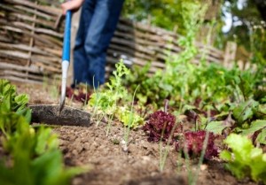 Gardening
