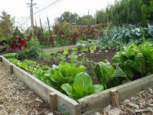 edible_plot