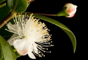 myrtle tree oil