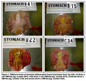 GMO-study-of-inflamed-pig-stomachs