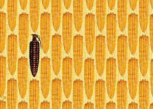 monsantos_corn