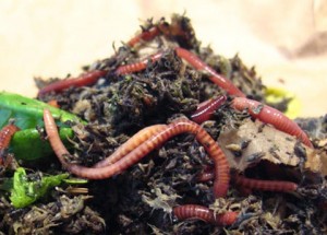 vermicompost
