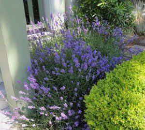 Lavender_RH