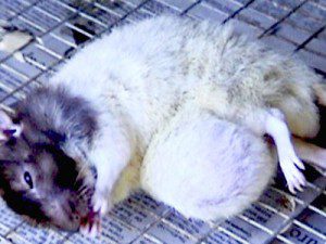 Male-Rat-on-aspartame