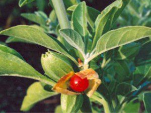 ashwagandha