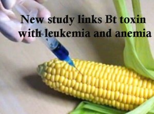 gmo-leukemia-anemia