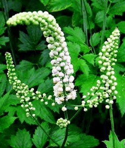 Black_Cohosh