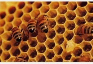 Honey comb