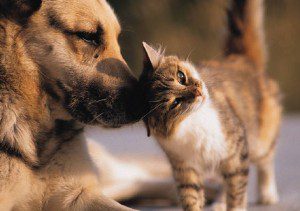 cat_dog