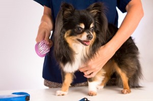 dogs 2