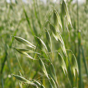 oatstraw