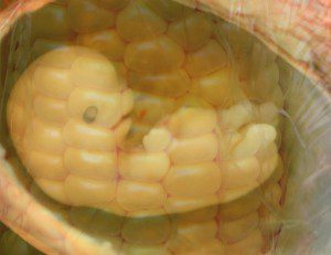 GMO Baby