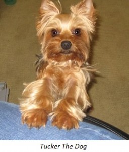 Tucker The Dog