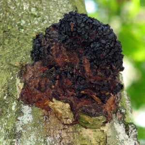 chaga mushroom
