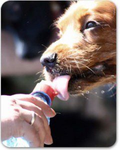 pet prep 3 - Copy