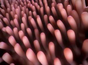 villi_intestines_wheat