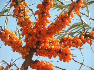 Sea buckthorn fruit
