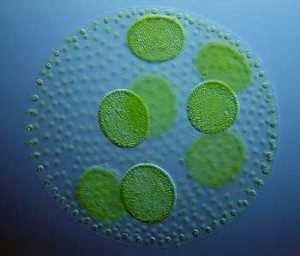 algae