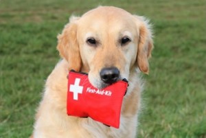 pet emergency