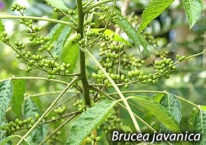 brucea javanica