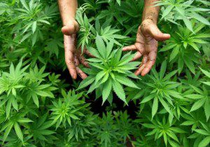 Israel grows medicinal marijuana in Safed