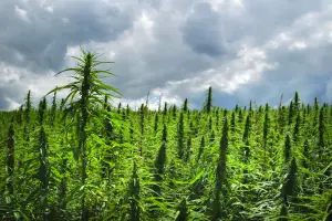 crop hemp