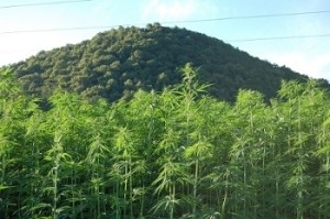 hemp field