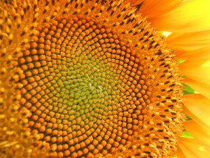 sunflower seeds