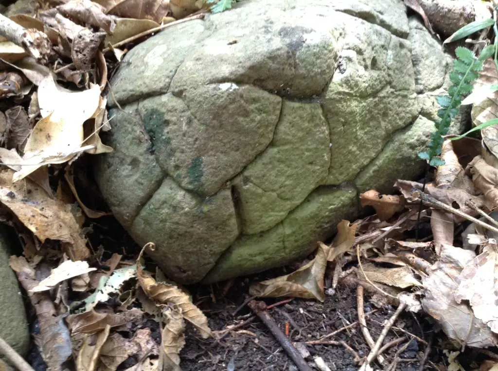 Adam_s Garden 17