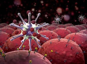 b-cell immune
