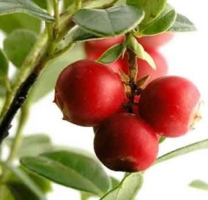 camu camu superfood