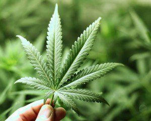 cannabis hiv remedy
