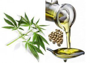 hemp seed oil