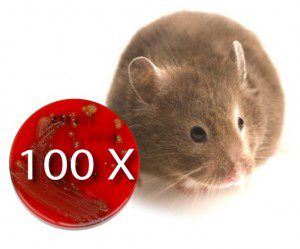 vaccine_flu_100_times_mice
