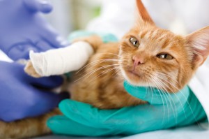 6 Natural Anesthetics for Dogs and Cats