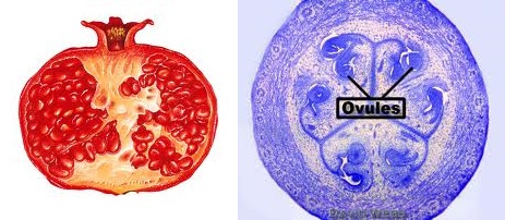 Pomegranate seeds - Ovules