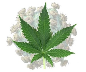 marijuana is illegal because it prevents the spread of hiv