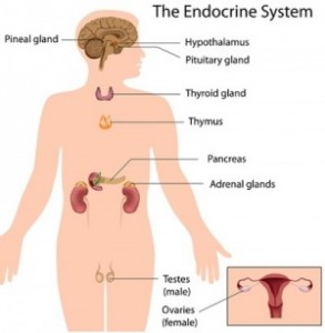 the-endocrine-system