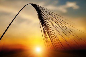 wheat_endocrine_disrupter_elevates_prolactin_in_celiac